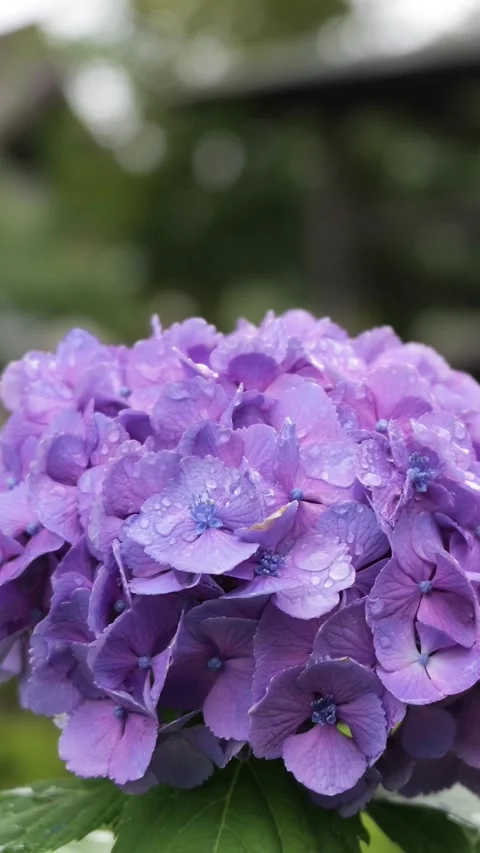 Purple Hydrangea Flower with Rain Droplets Vertical Video Видео 336786400
