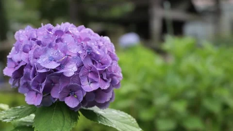 Purple Hydrangea Flower with Rain Drops in Garden Видео 336883272
