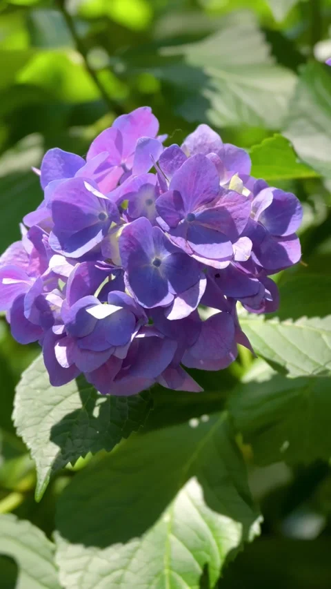 Purple Hydrangea Flower Swaying Gently in the Breeze 動画素材 336297330