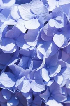 Purple hydrangea flower texture, day light Foto stock