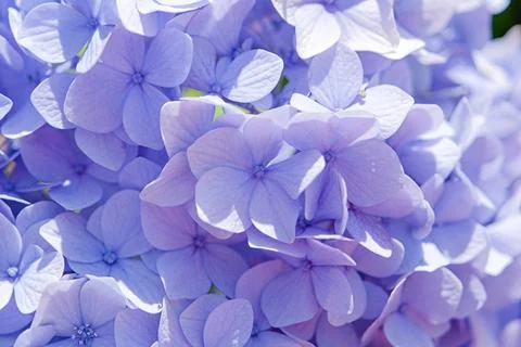 Purple hydrangea flower texture, day light Foto stock