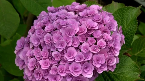 Purple hydrangea flower waving in the wind, 4K Stock Footage 99625174