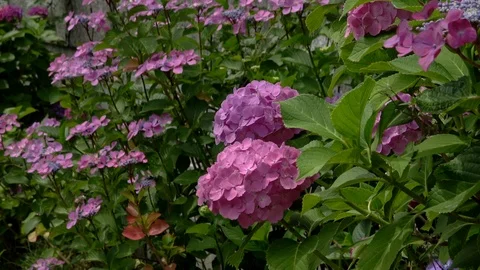 Purple hydrangea flowers in bloom, 4K Stock Footage 107821094