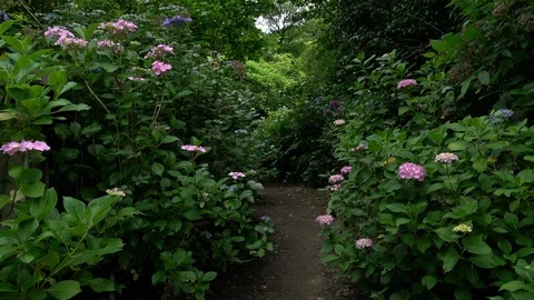 Purple hydrangea flowers in bloom, 4K Stock Footage 107821114
