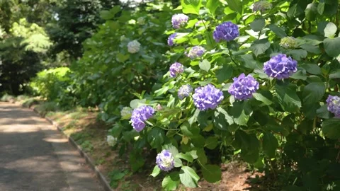 Purple Hydrangea Flowers Blooming Along Garden Path Видео 336242542