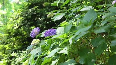 Purple hydrangea flowers blooming among lush green foliage Vídeos de archivo 336242512