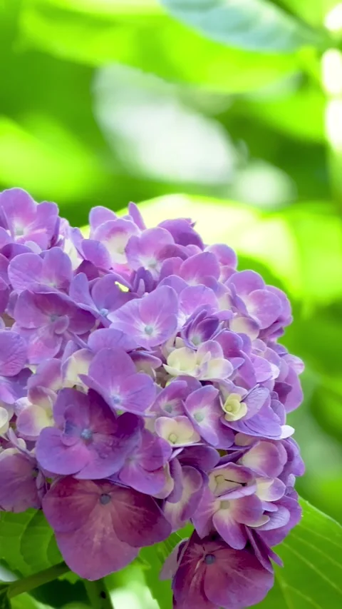 Purple hydrangea flowers blooming and swaying in the breeze Видео 336176530