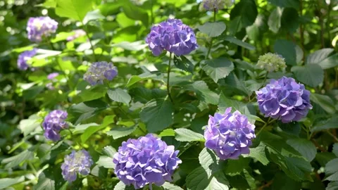 Purple Hydrangea Flowers Blooming in Green Garden Видео 336242539