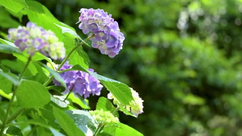 Purple Hydrangea Flowers Blooming in Lush Green Garden 動画素材 336242502