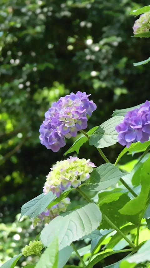 Purple Hydrangea Flowers Blooming in Lush Green Garden Видео 336297311