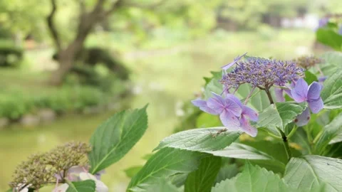 Purple Hydrangea Flowers Blooming in Lush Green Garden Park Stock Footage 339768664