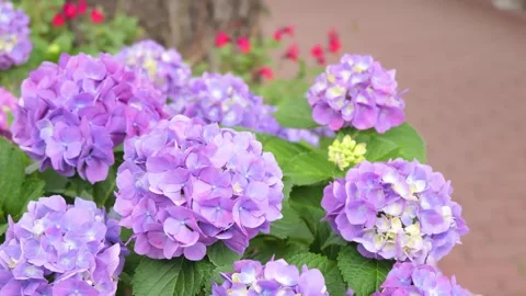 Purple hydrangea flowers blooming on the sidewalk Видео 335805517