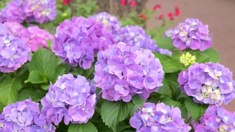 Purple hydrangea flowers blooming on the sidewalk Видео 335805525