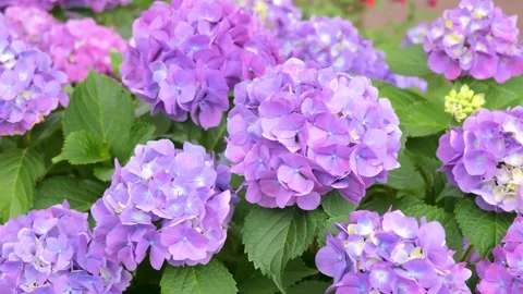 Purple hydrangea flowers blooming on the sidewalk Видео 335805527