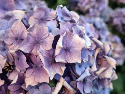 Purple hydrangea flowers close up in soft focus Stock Photos