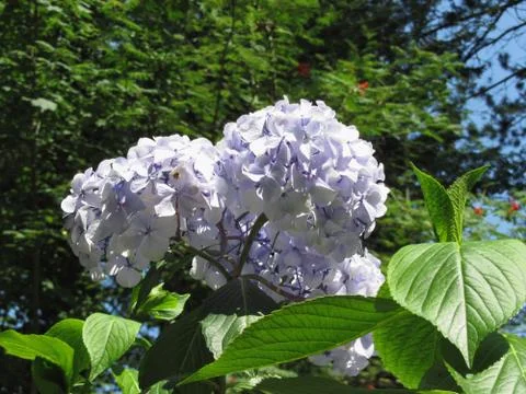 Purple Hydrangea flowers (Hydrangea macrophylla) in a garden in summertime Stock Photos