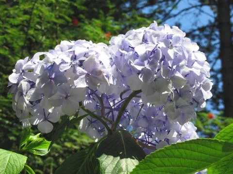 Purple Hydrangea flowers (Hydrangea macrophylla) in a garden in summertime Stock Photos