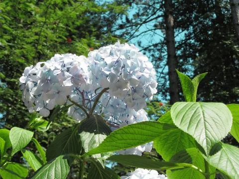 Purple Hydrangea flowers (Hydrangea macrophylla) in a garden in summertime Stock Photos