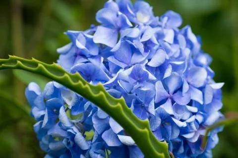 Purple Hydrangea Flowers 스톡 사진