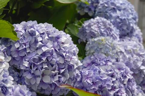 Purple hydrangea flowers Stock Photos