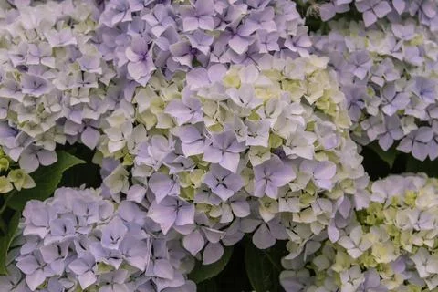 Purple hydrangea flowers Stock Photos