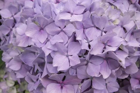 Purple hydrangea flowers Foto stock