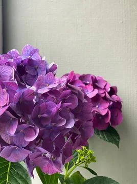 Purple hydrangea flowers Stock Photos