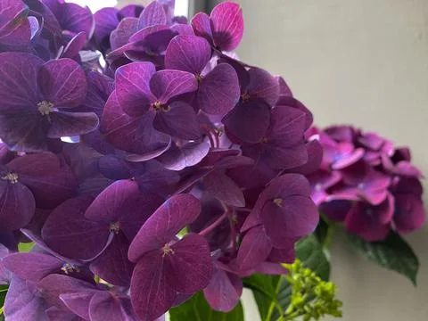 Purple hydrangea flowers Stock Photos