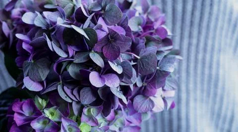 Purple hydrangea flowers Stock Photos