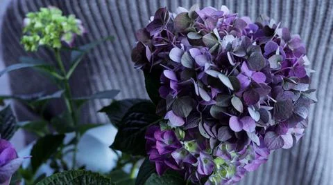 Purple hydrangea flowers Stock Photos