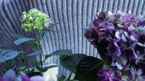 Purple hydrangea flowers Stock Photos