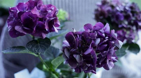 Purple hydrangea flowers Stock Photos