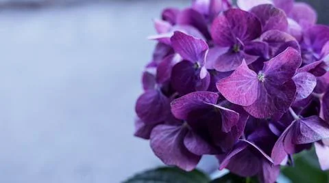 Purple hydrangea flowers Stock Photos