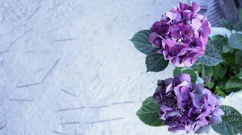 Purple hydrangea flowers Stock Photos
