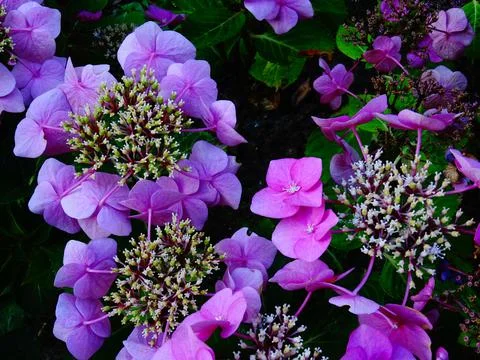 Purple Hydrangea Flowers Stock Photos