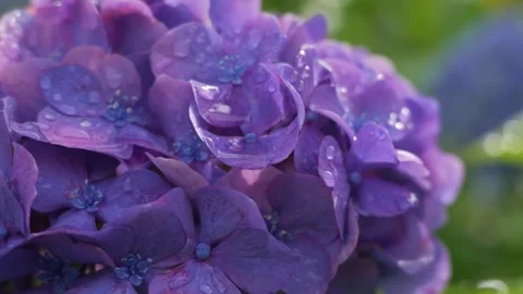 Purple hydrangea flowers with rain drops swaying in the wind Видео 336883224