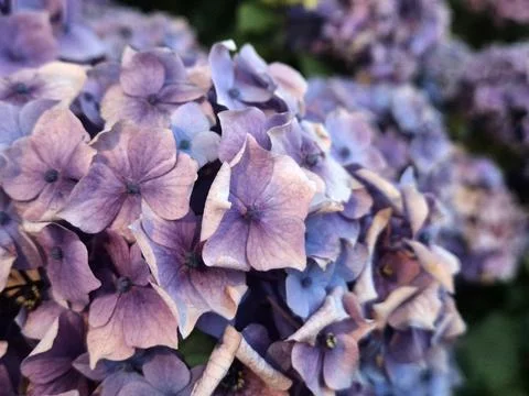 Purple hydrangea flowers in soft focus garden bloom 写真素材