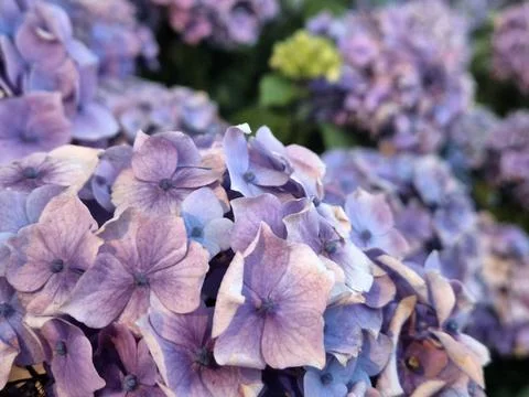 Purple hydrangea flowers in soft sunlight garden closeup Fotos de archivo