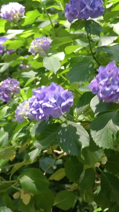 Purple Hydrangea Flowers Swaying in the Breeze Видео 336297331
