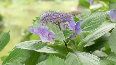 Purple hydrangea flowers swaying in the breeze in a park Stock Footage 339768663