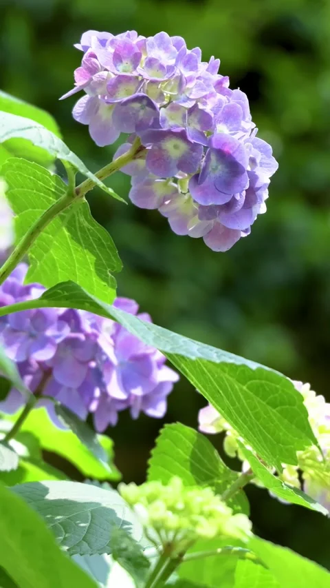 Purple Hydrangea Flowers Swaying Gently in the Breeze 動画素材 336297326