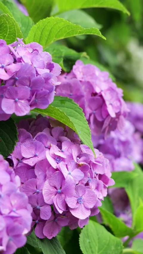 Purple Hydrangea Flowers Swaying Gently in Breeze vertical video Видео 336786467