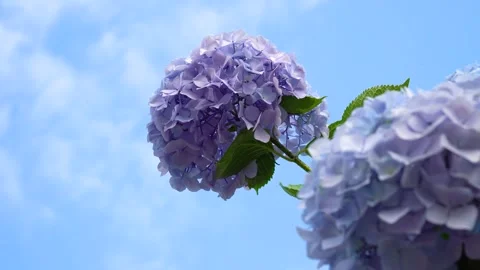Purple Hydrangea Flowers Swaying Gently Against A Bright Blue Summer Sky Stock Footage 341996997