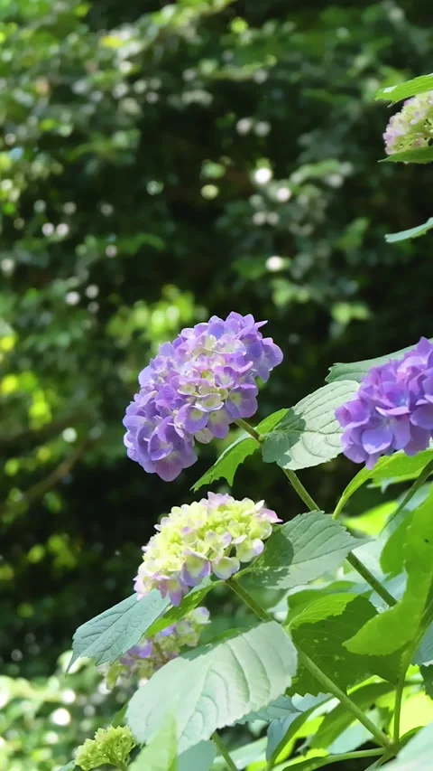 Purple Hydrangea Flowers Swaying in Summer Garden Breeze Vídeos de archivo 336297328