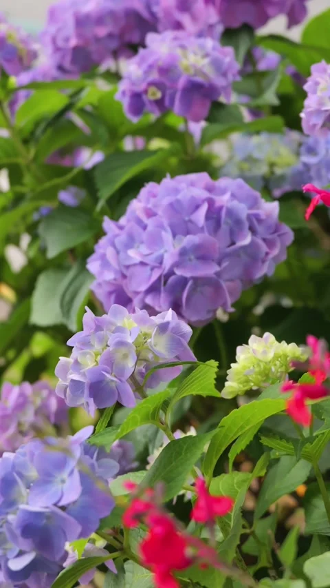 Purple hydrangea flowers swaying in the wind by the sidewalk Vídeos de archivo 335818805