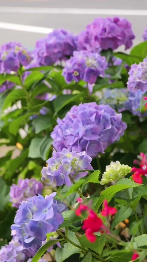 Purple hydrangea flowers swaying in the wind by the sidewalk Vídeos de archivo 335818806