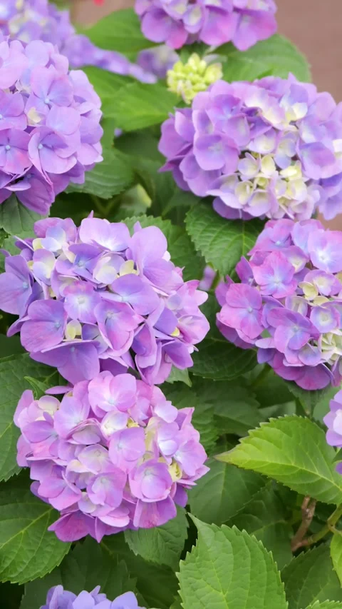 Purple hydrangea flowers swaying in the wind by the sidewalk Видео 335818808