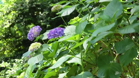 Purple Hydrangea Flowers Swaying in the Wind Among Green Leaves Видео 336297323