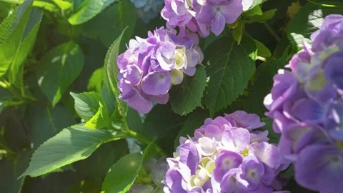 Purple Hydrangea Focus and Zoom Out, Japan Summer Nature 動画素材 331917654
