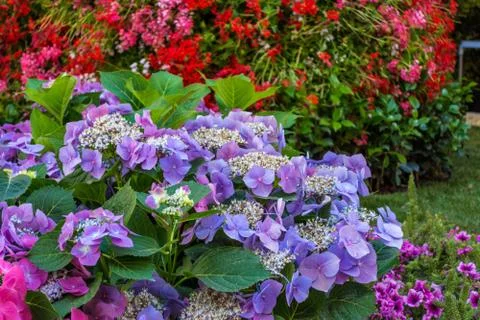 Purple hydrangea in a garden Stock Photos